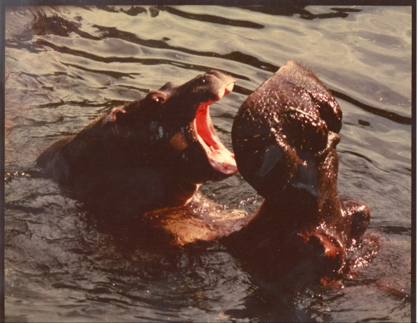 Auckland's male hippo - 1989