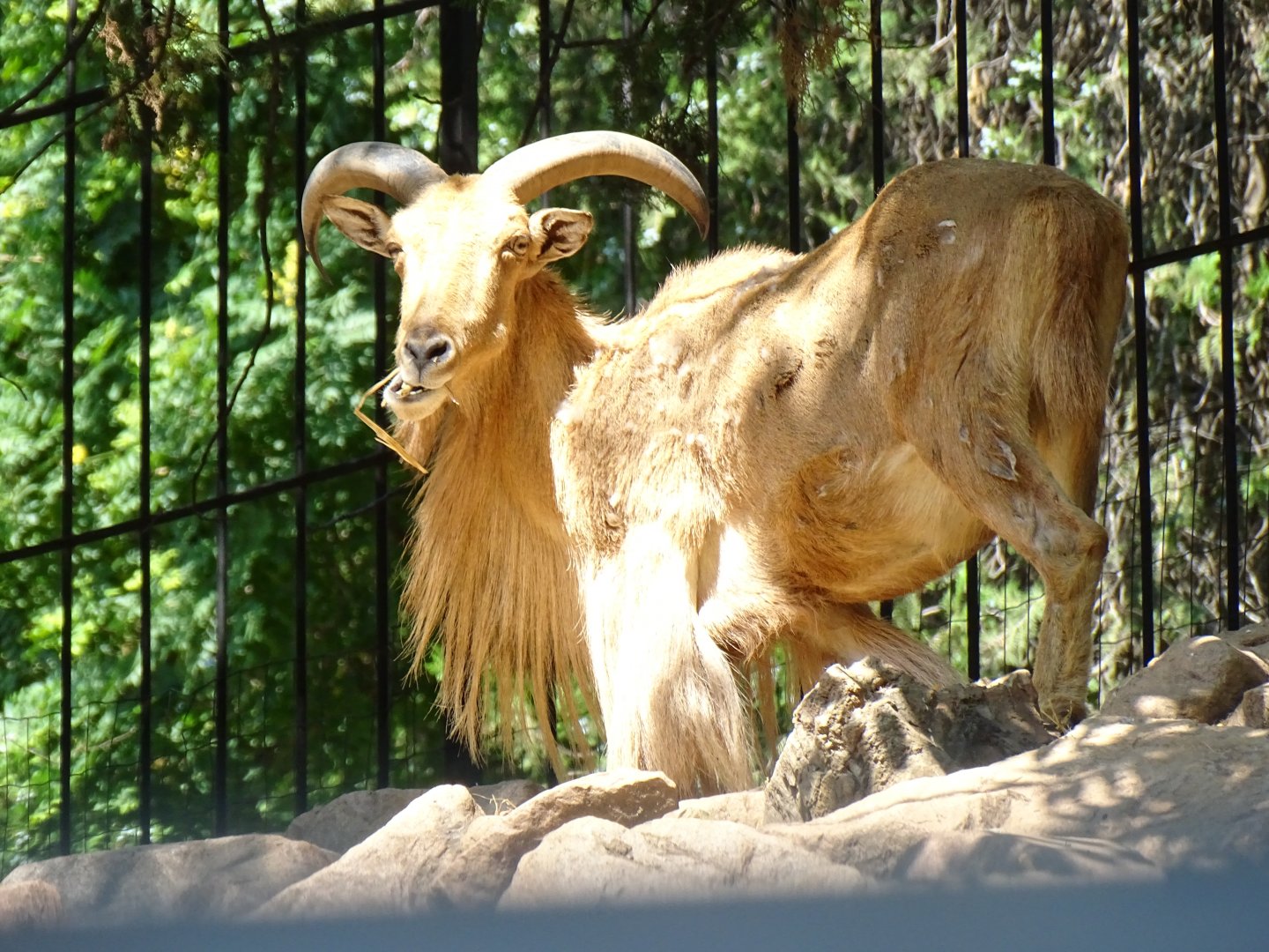 Audad (Ammotragus lervia)