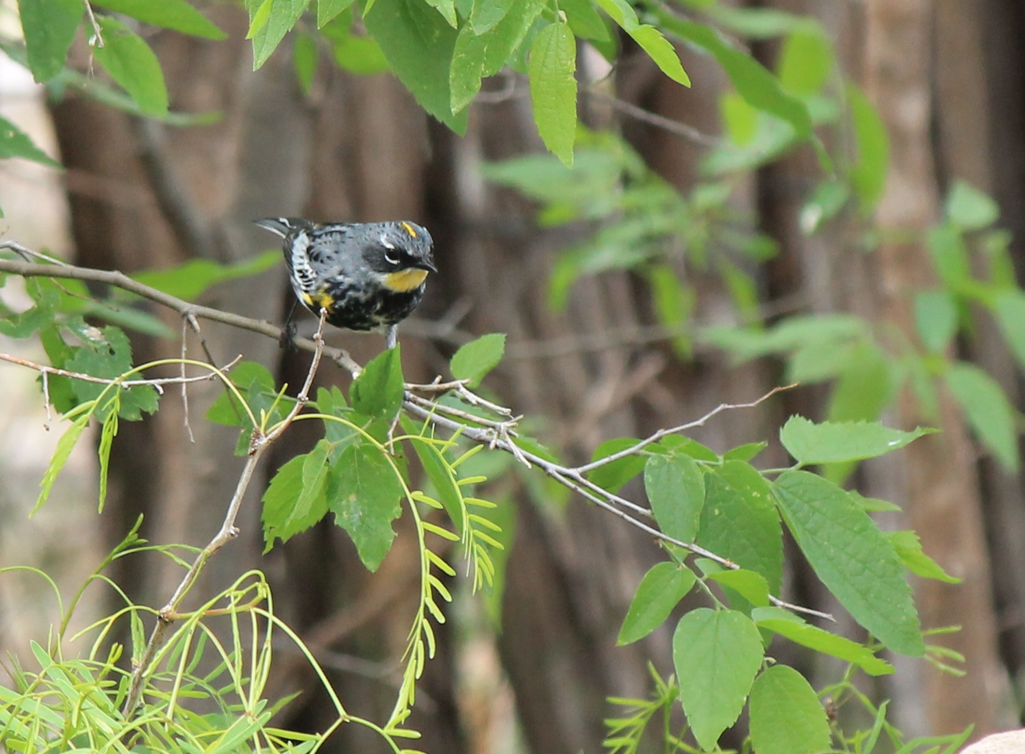 Audobon's Yellow-Rumped Warbler