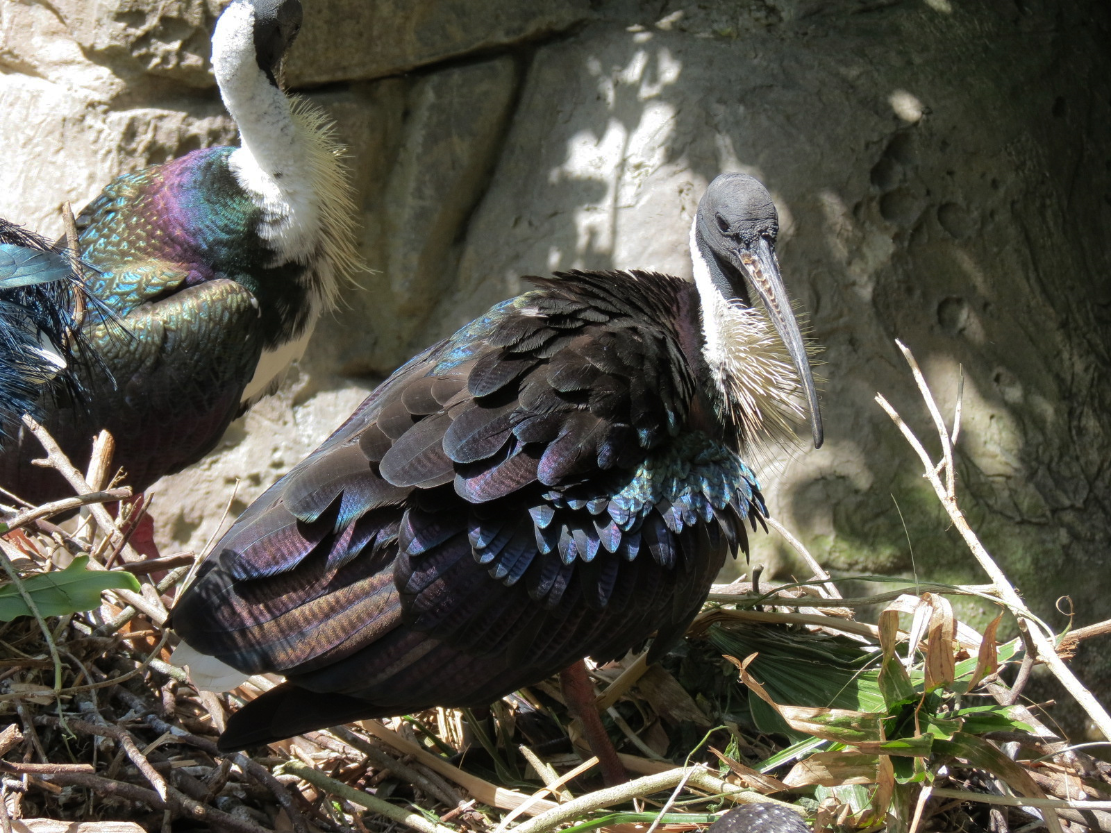 Audubon Aviary - Straw-necked Ibis