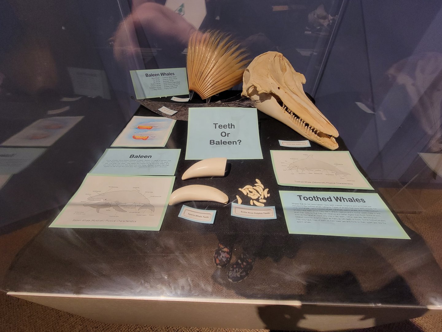 Audubon RI - Cetacean pieces