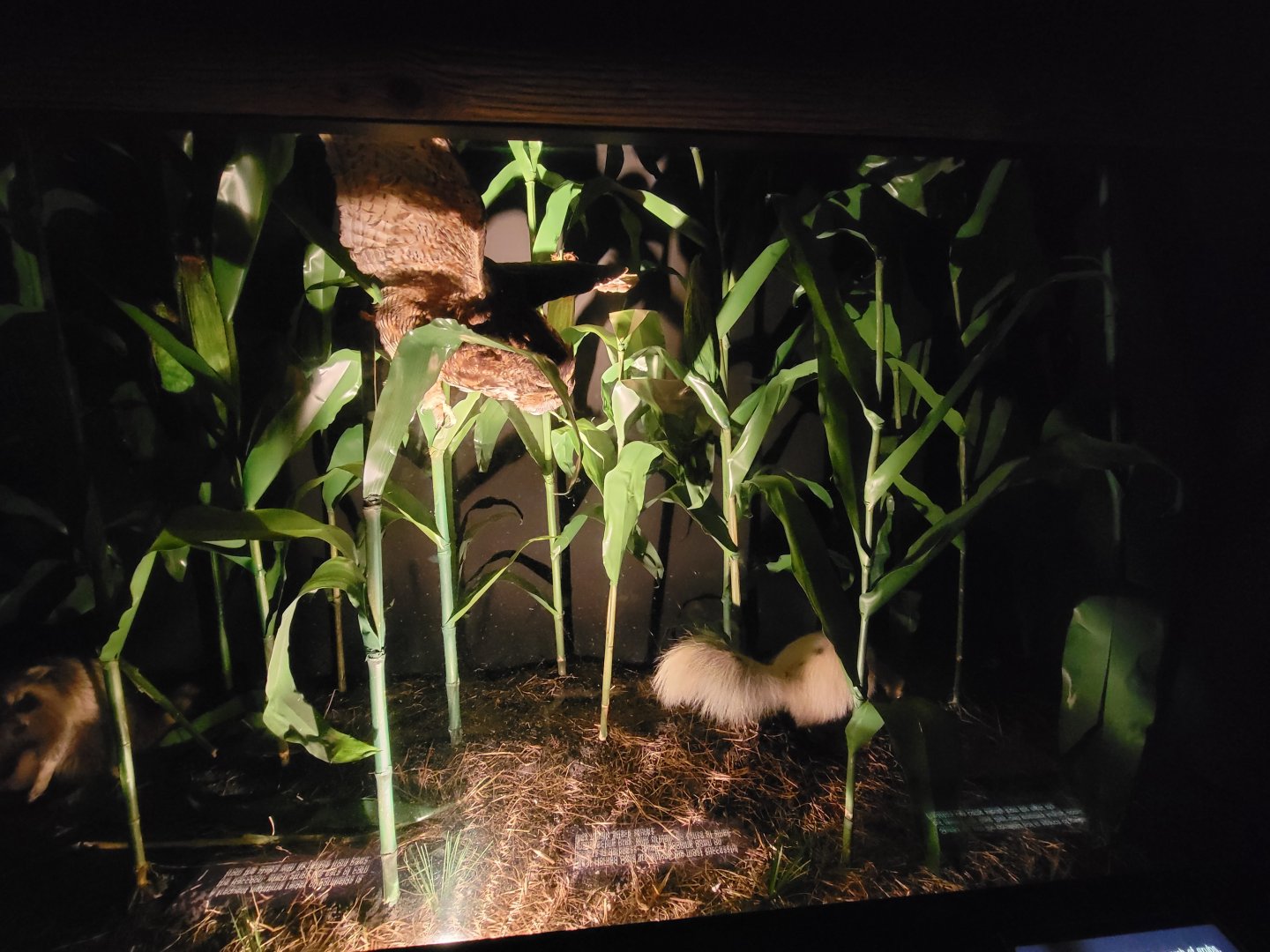 Audubon RI - Diorama in nocturnal area from previous photo