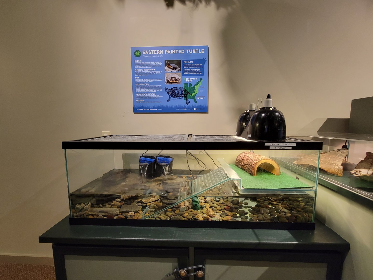 Audubon RI - Eastern painted turtle