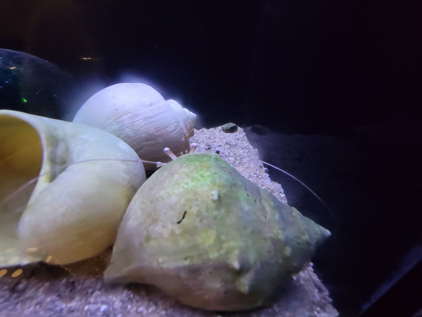 Audubon RI - Eyeballs