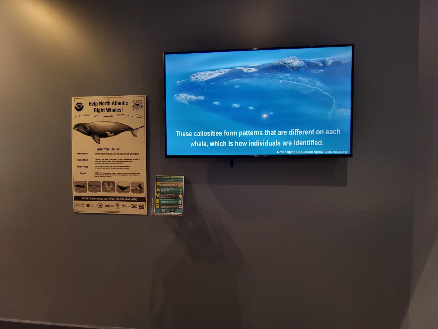 Audubon RI - Film about north atlantic right whales