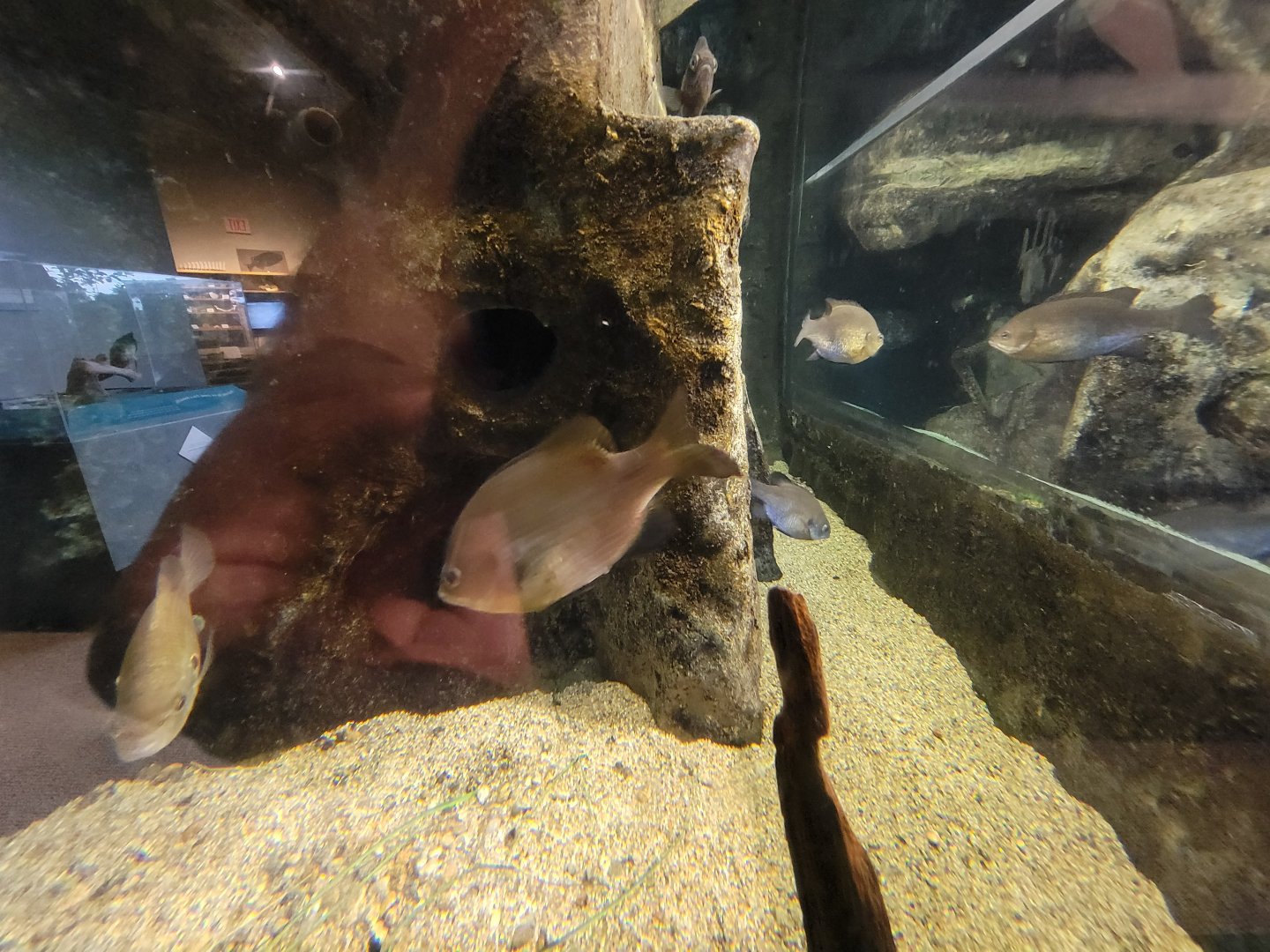 Audubon RI - First tank