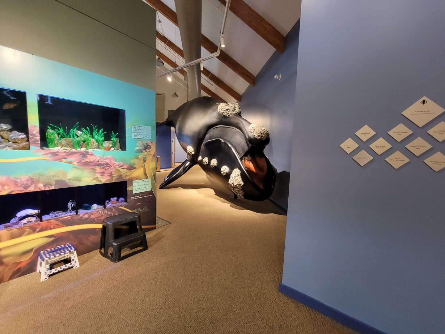 Audubon RI - First view of right whale lifesize model