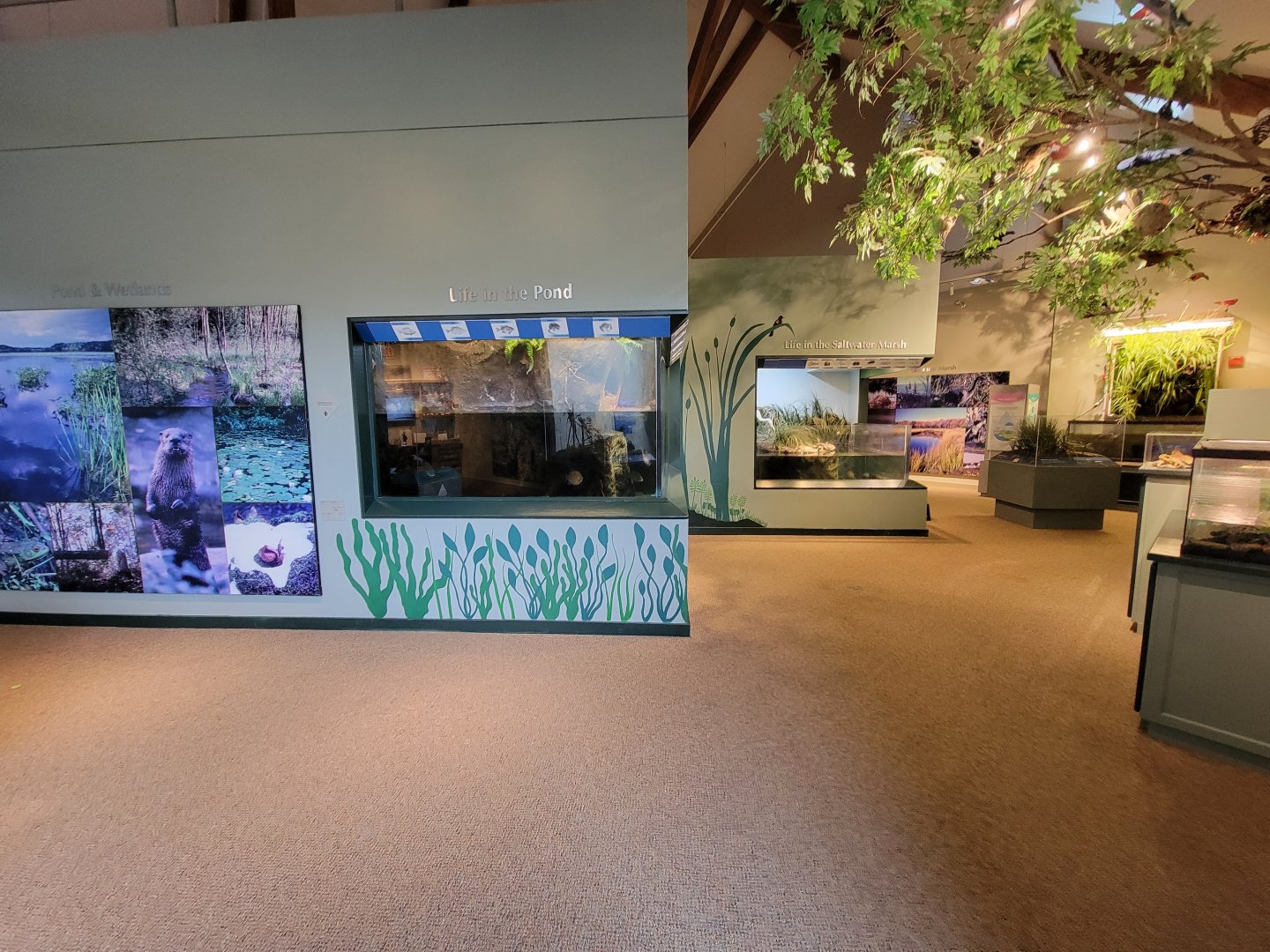 Audubon RI - Fish tanks