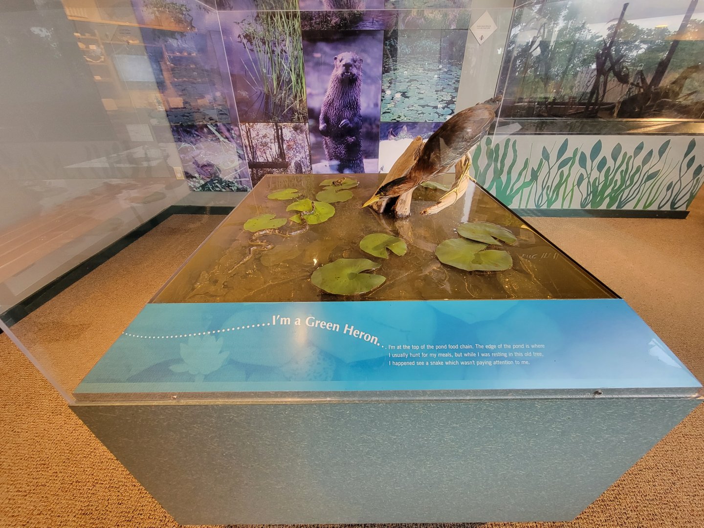 Audubon RI - Green heron display