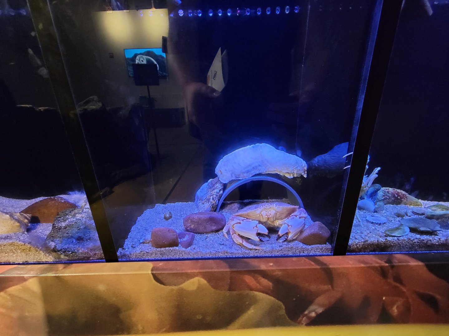 Audubon RI - Jonah crab