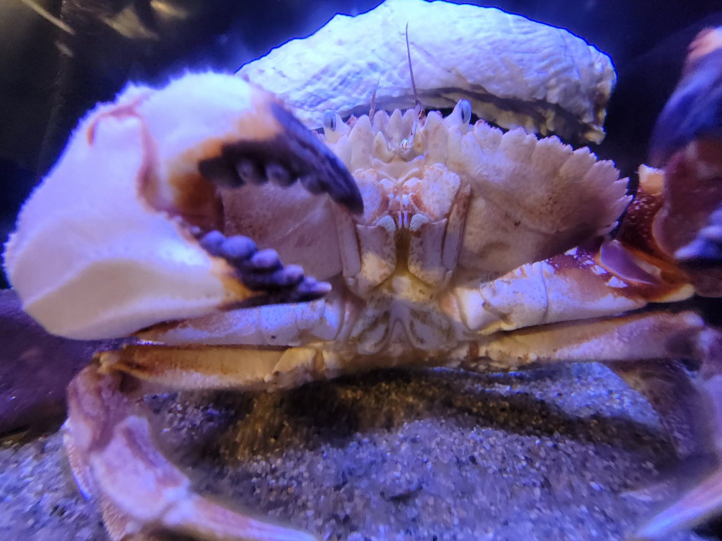 Audubon RI - Jonah crab