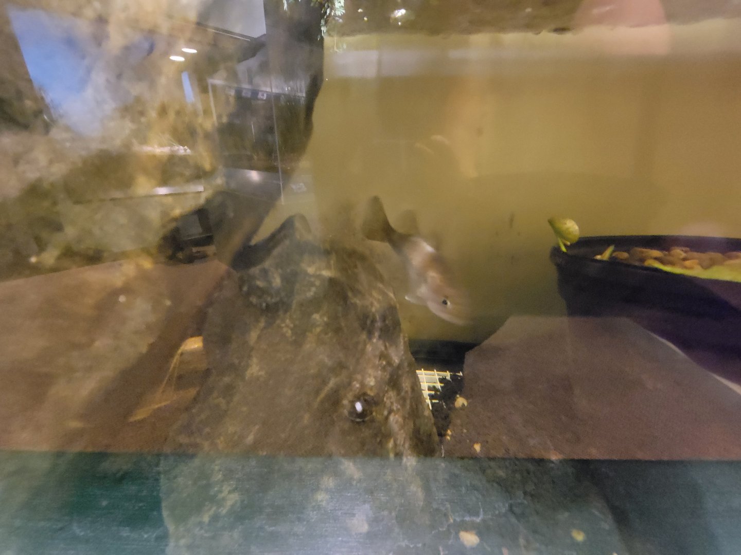 Audubon RI - Juvenile of some type of bass? in tank from previous photo