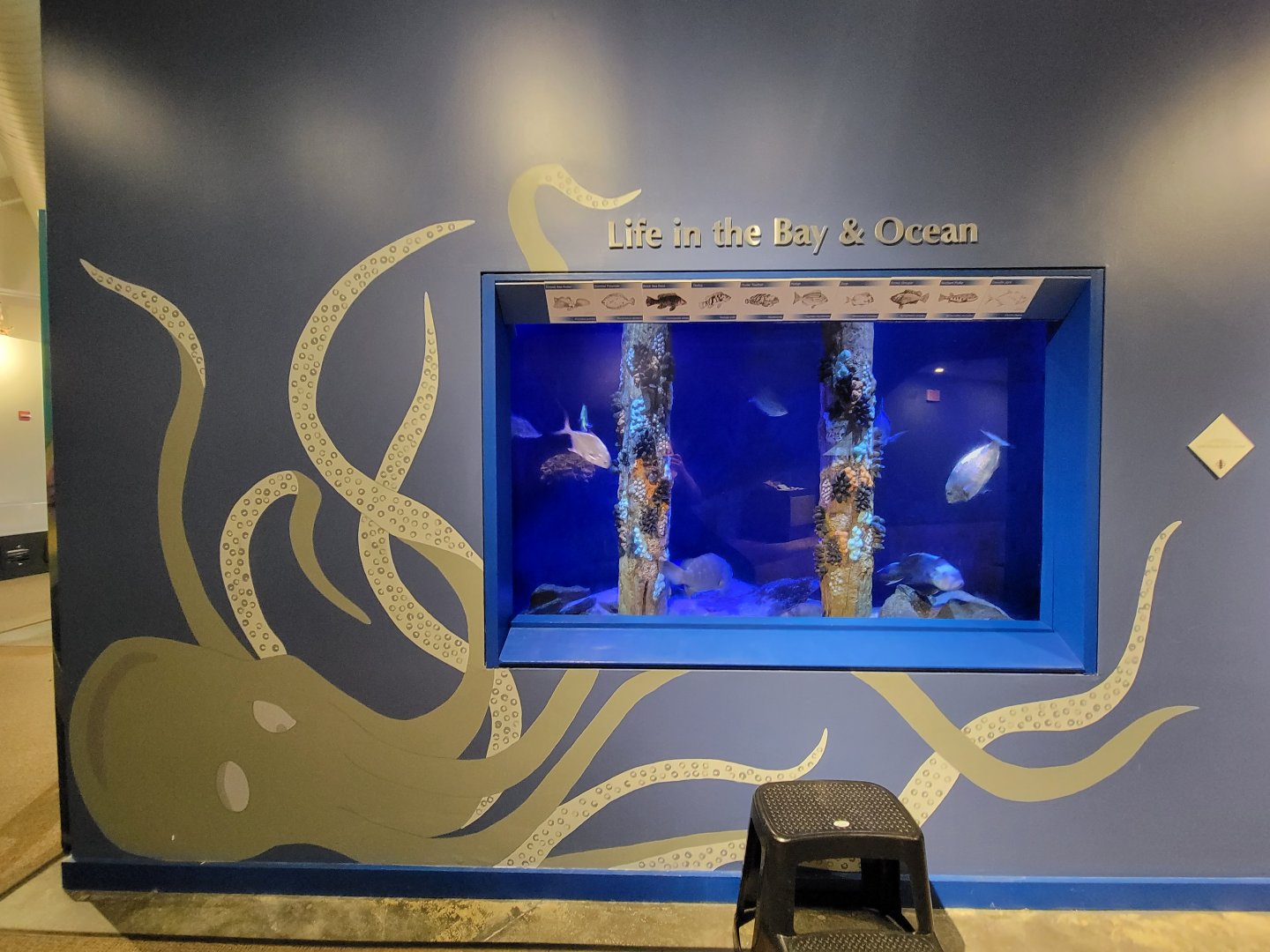 Audubon RI - Life in the Bay & Ocean tank