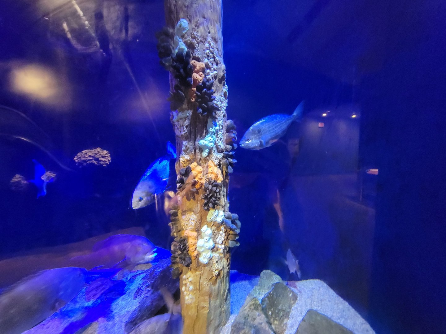 Audubon RI - Life in the Bay & Ocean tank