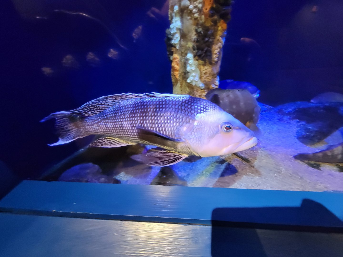 Audubon RI - Life in the Bay & Ocean tank