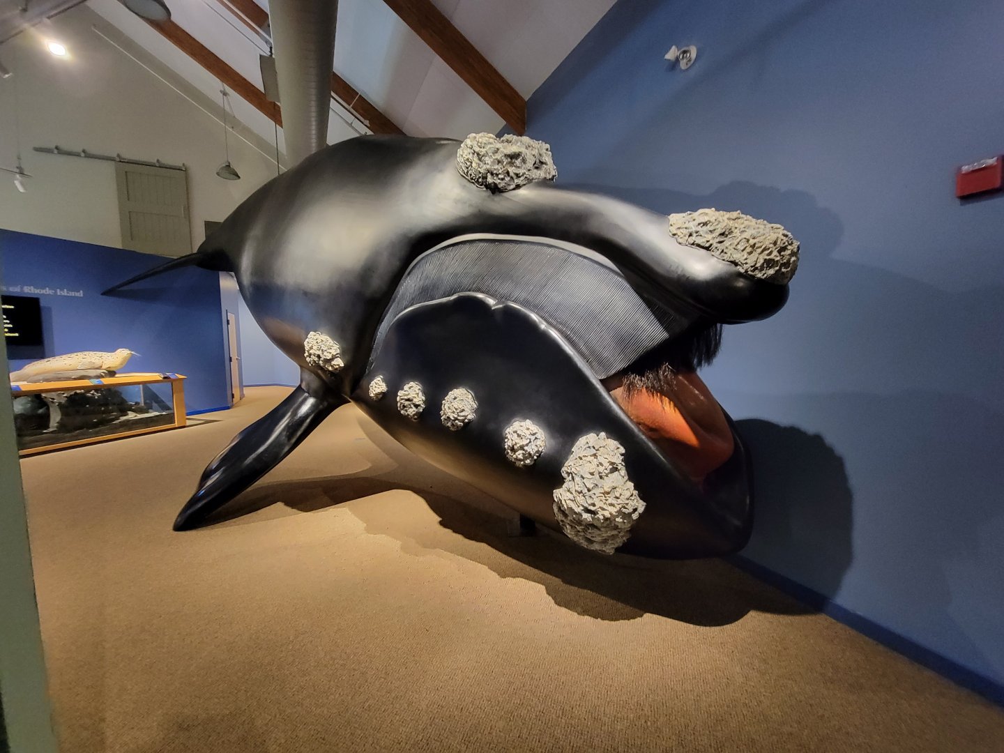 Audubon RI - Life-size north atlantic right whale model
