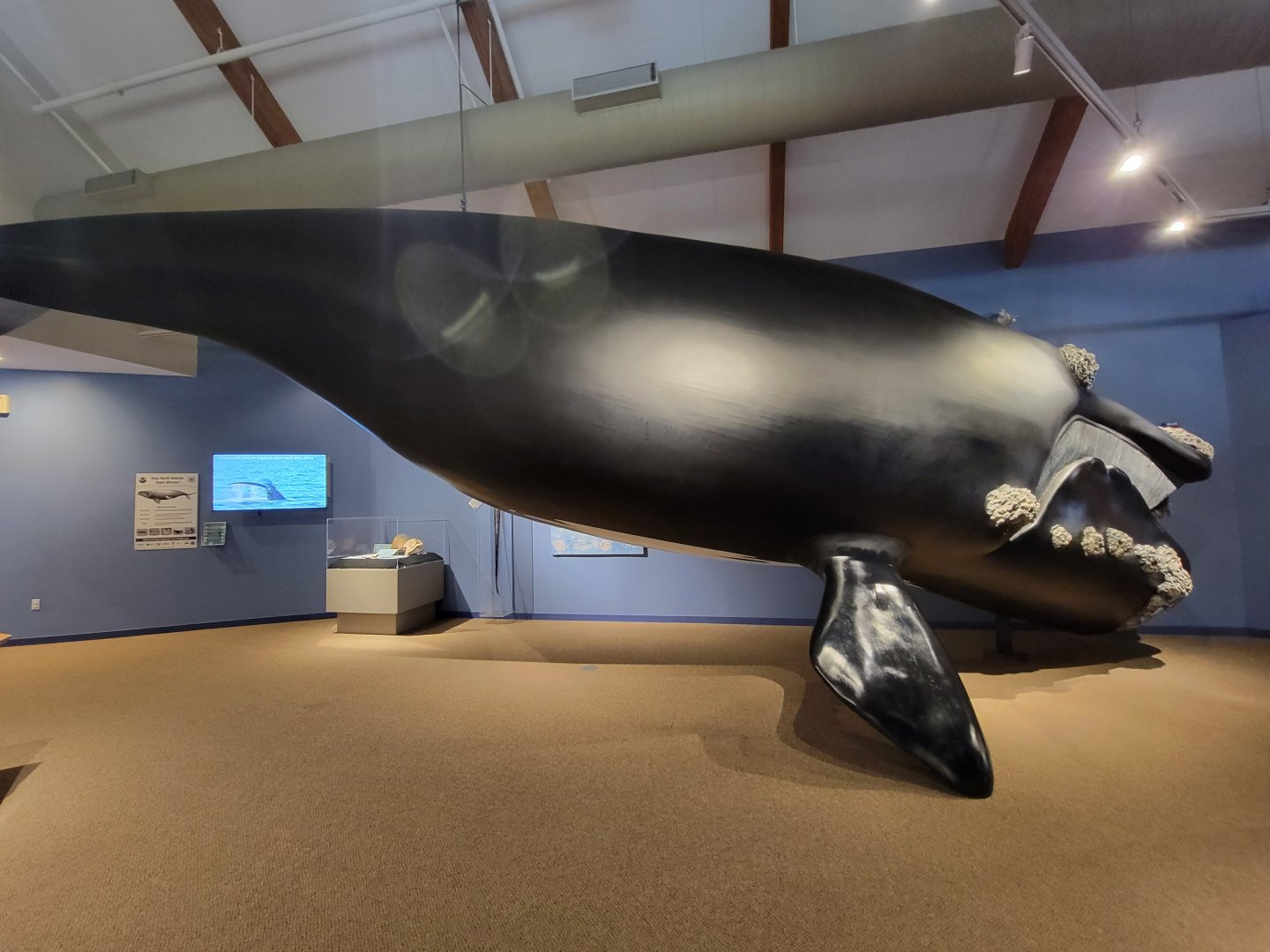 Audubon RI - Life-size north atlantic right whale model