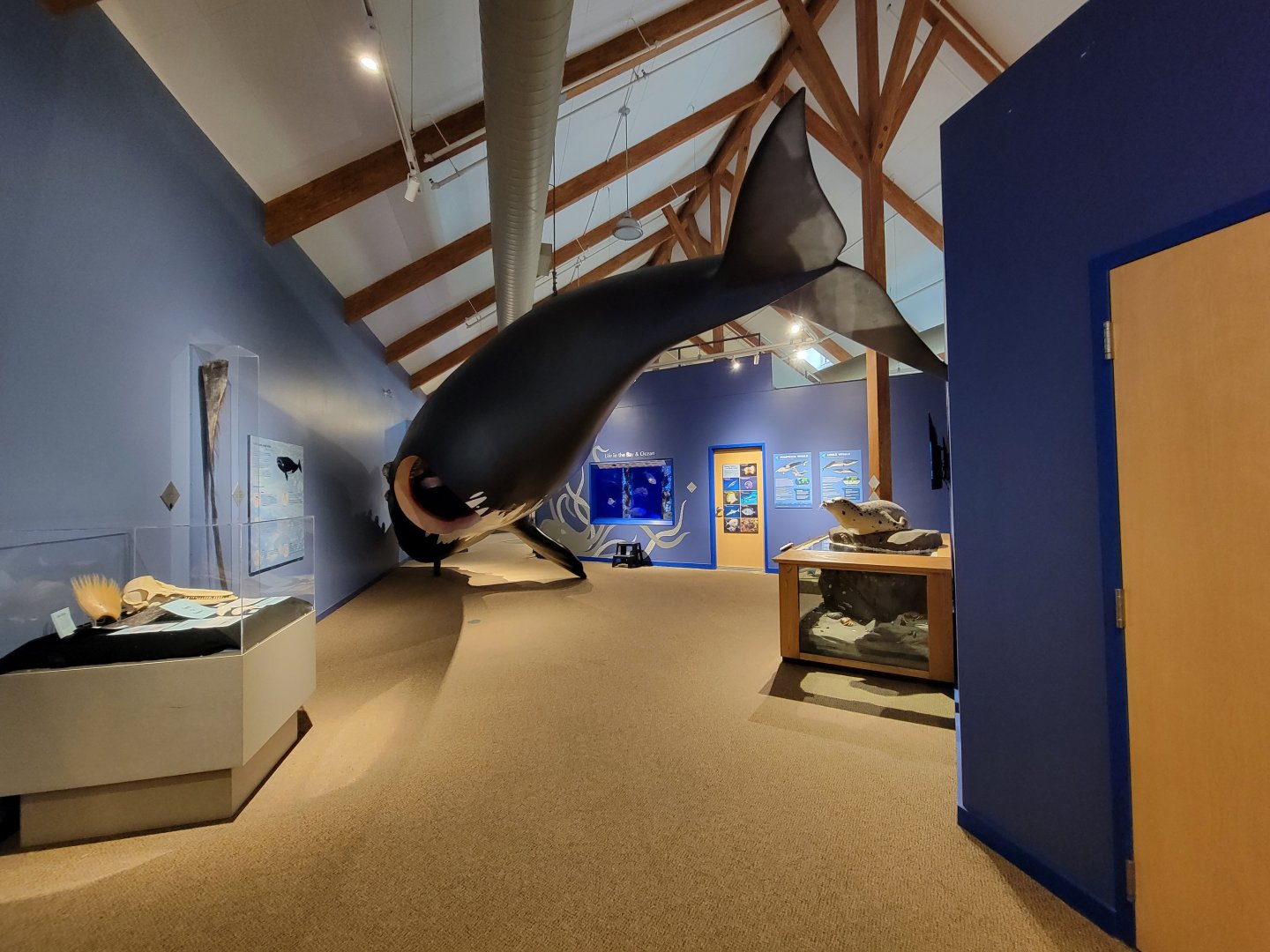 Audubon RI - Life-size north atlantic right whale model