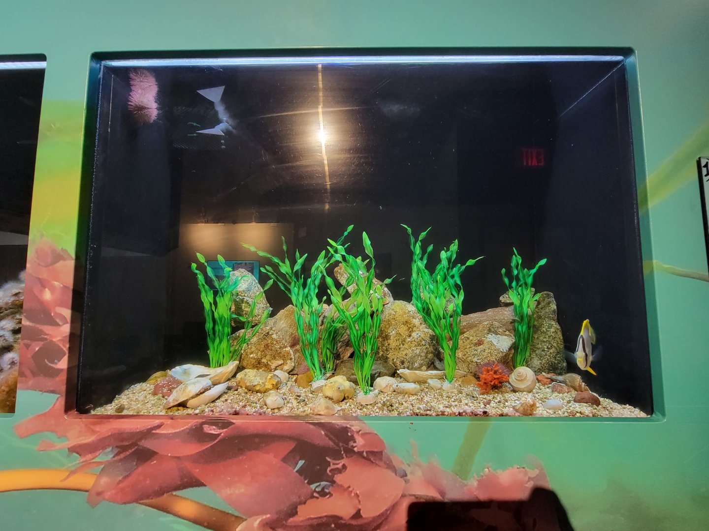 Audubon RI - Lined seahorse, spotfin butterflyfish, channeled whelk, boring sponge, red bearch sponge, sea urchin sp.