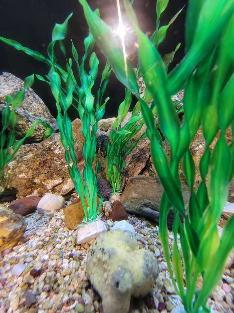 Audubon RI -Lined seahorse