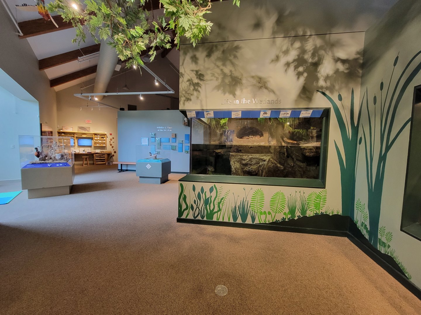 Audubon RI - Looking back to sunfish tank, fake muskrats are visible