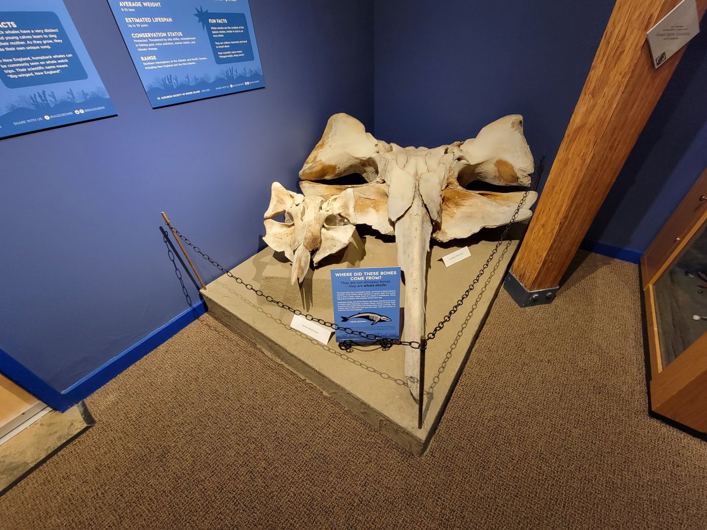 Audubon RI - Minke whale and humpback whale skulls