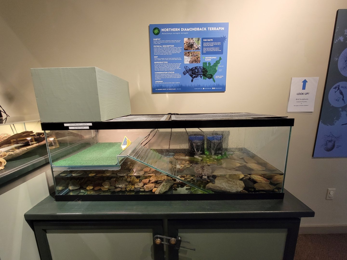 Audubon RI - Northern diamondback terrapin