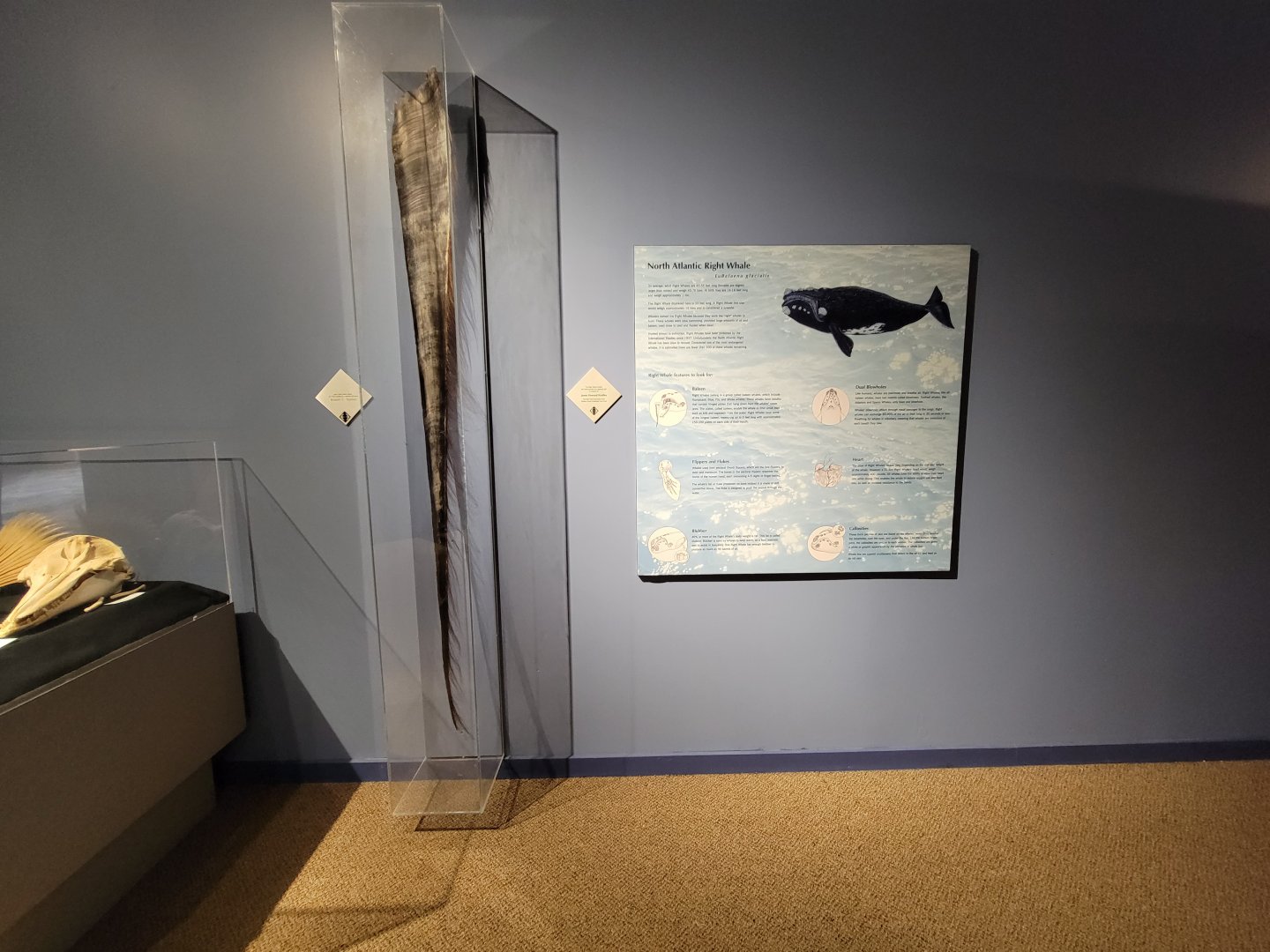 Audubon RI - Northern right whale baleen