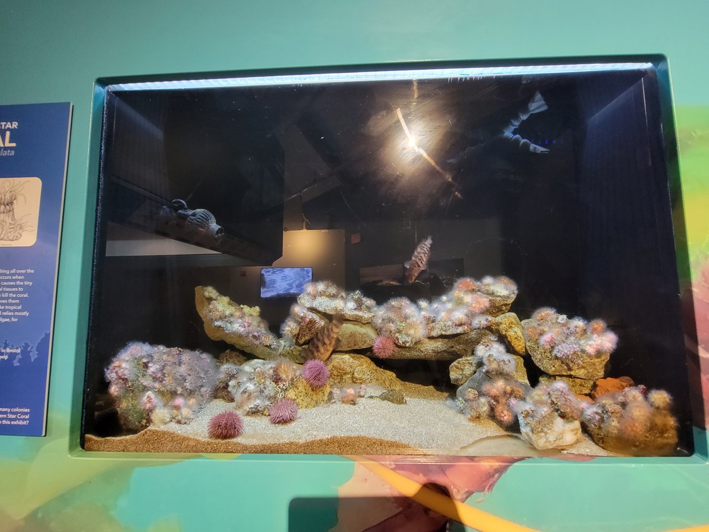 Audubon RI - Oyster toadfish, tautog, northern star coral, sea urchin sp.