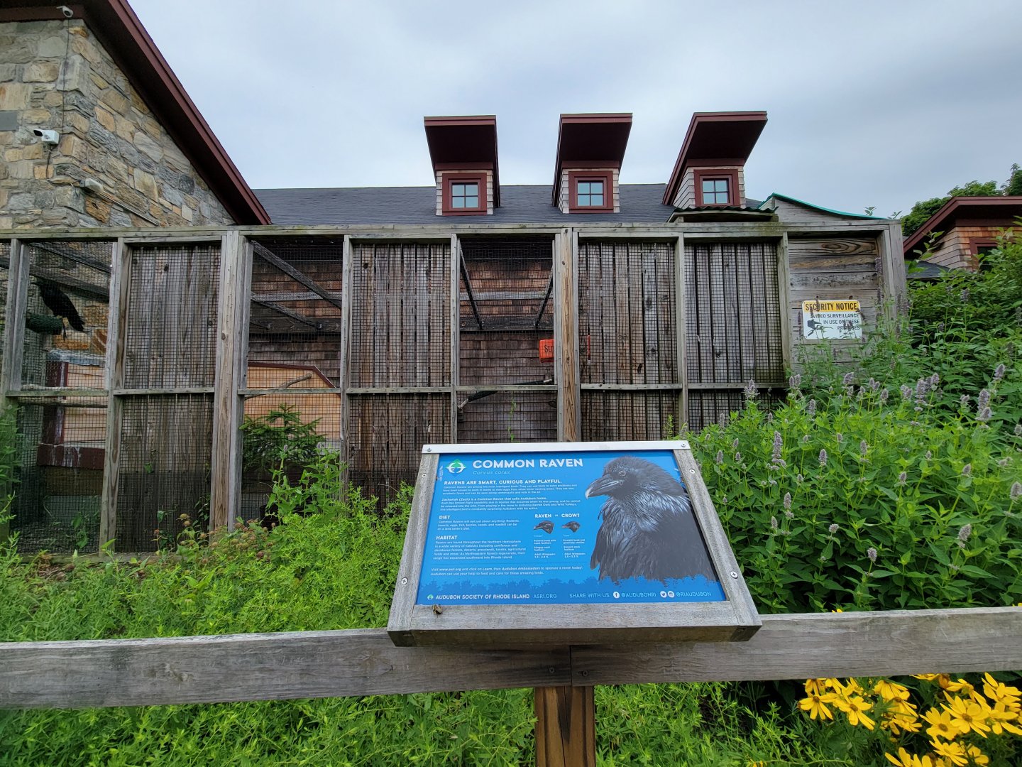 Audubon RI - Raven