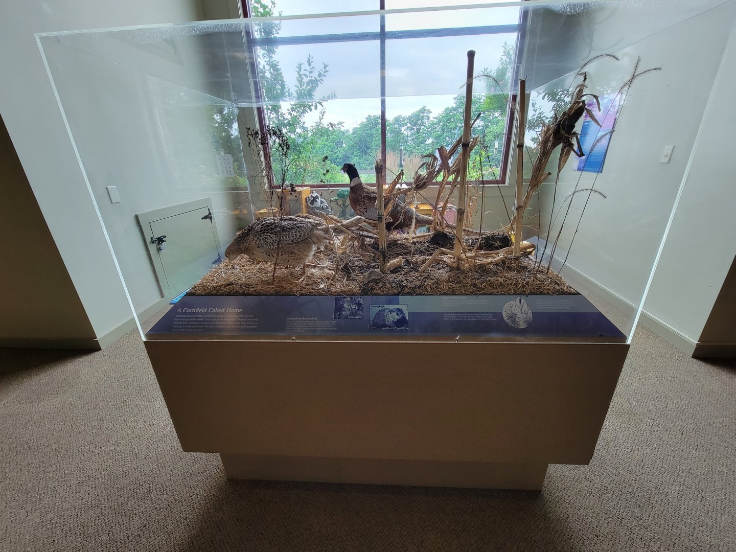 Audubon RI - Ringneck pheasant display