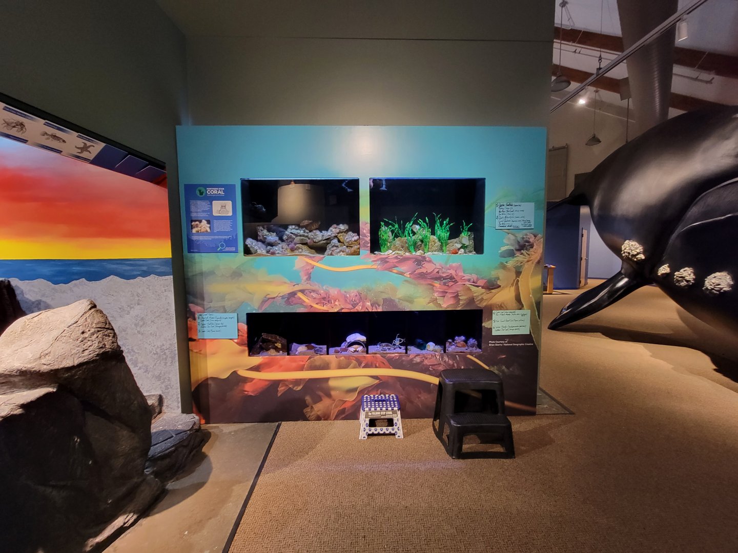 Audubon RI - Saltwater animals