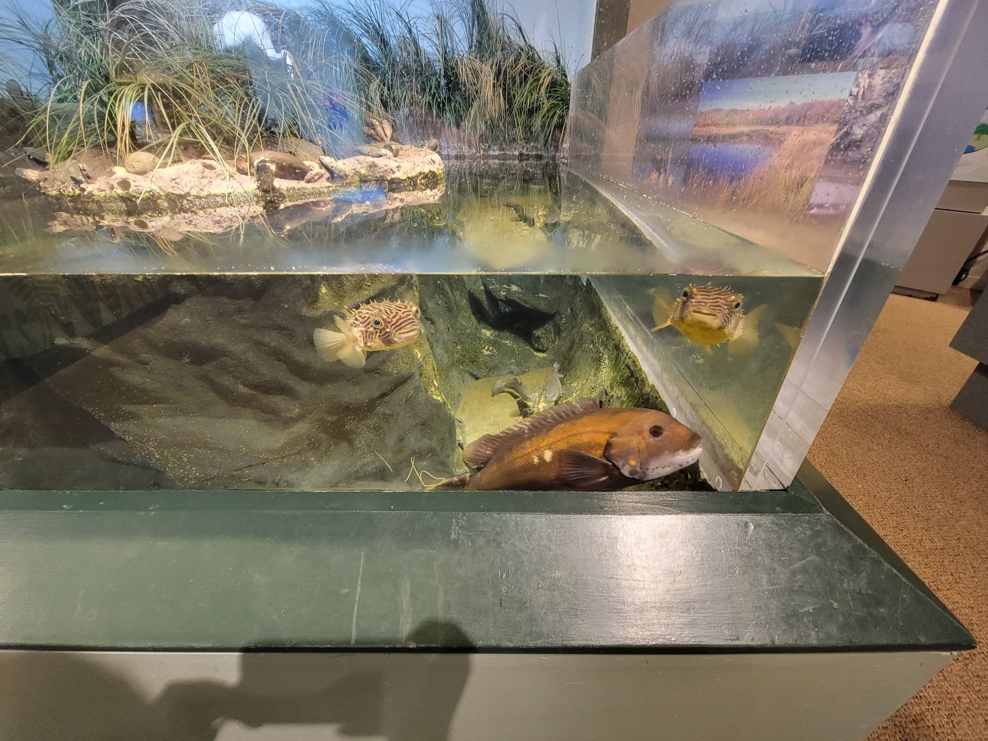 Audubon RI - Saltwater marsh tank