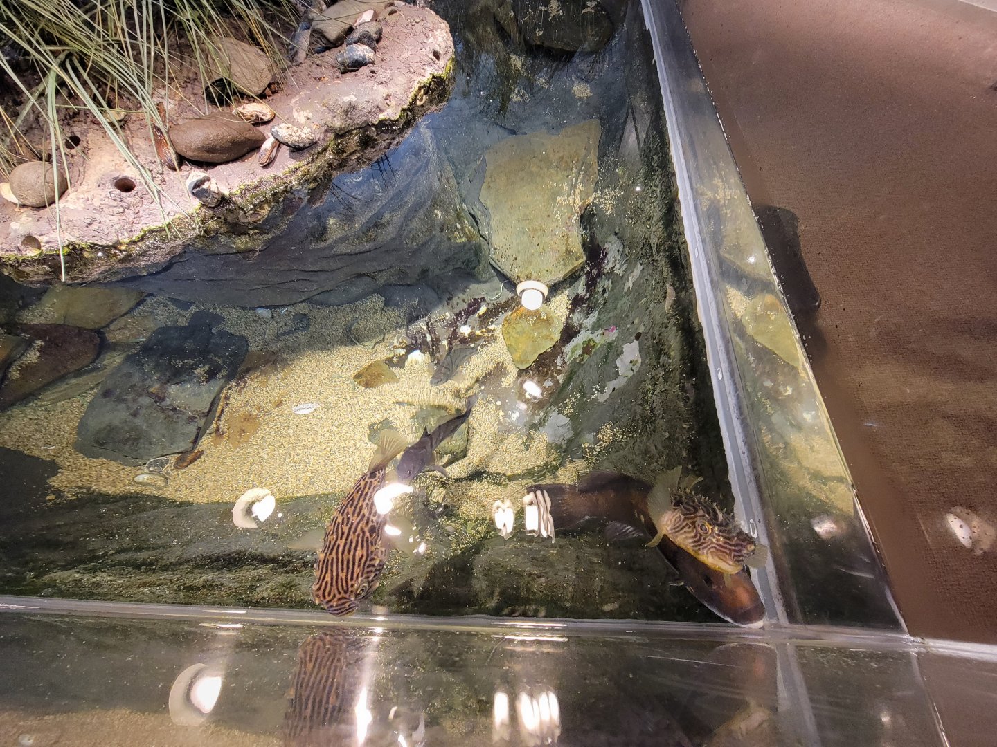 Audubon RI - Saltwater marsh tank