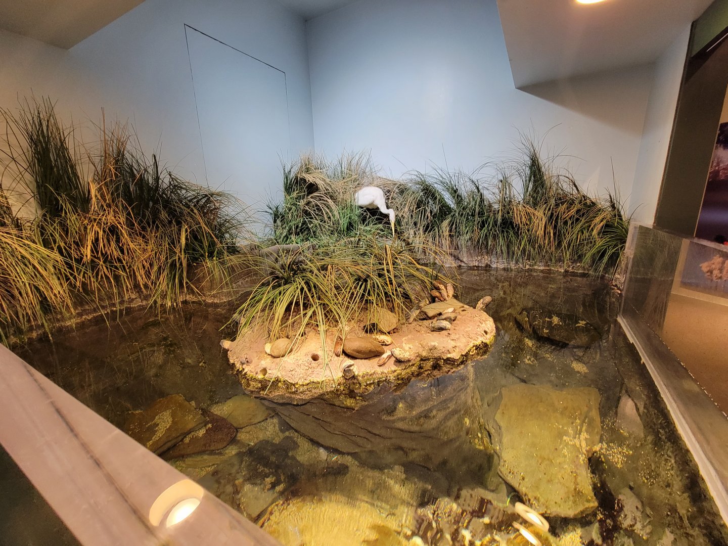 Audubon RI - Saltwater marsh tank