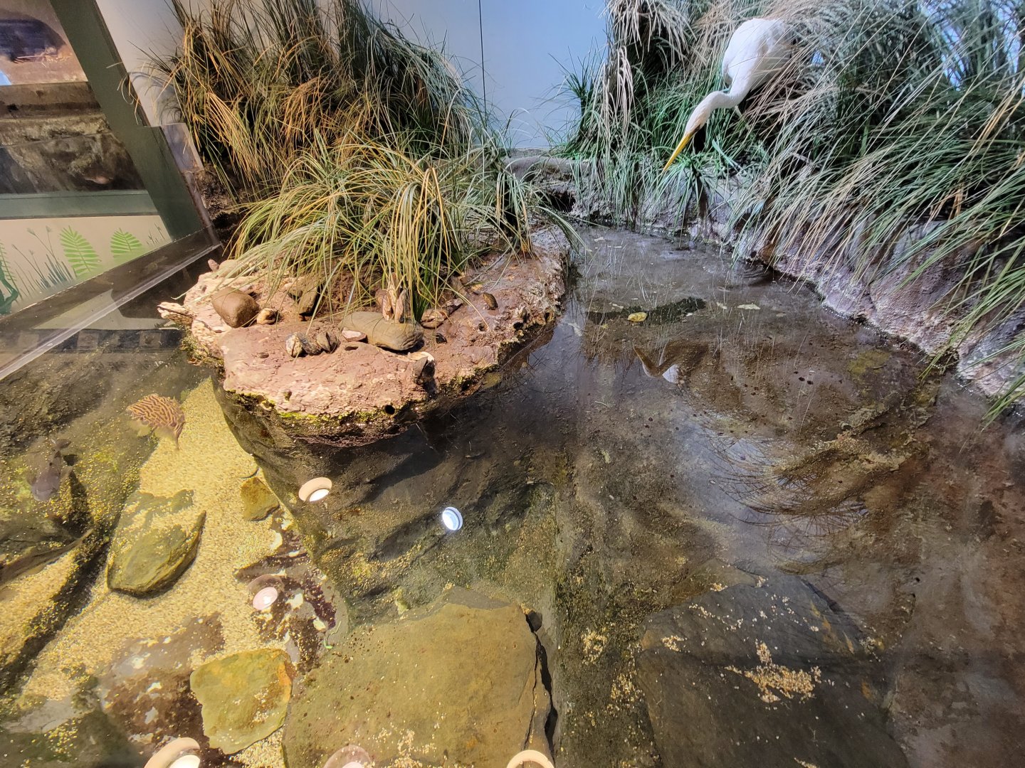 Audubon RI - Saltwater marsh tank