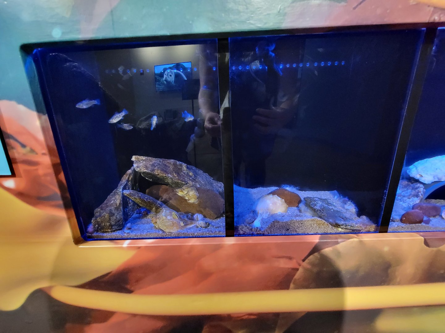 Audubon RI - Sheepshead minnow and spider crab / oyster toadfish and northern star coral