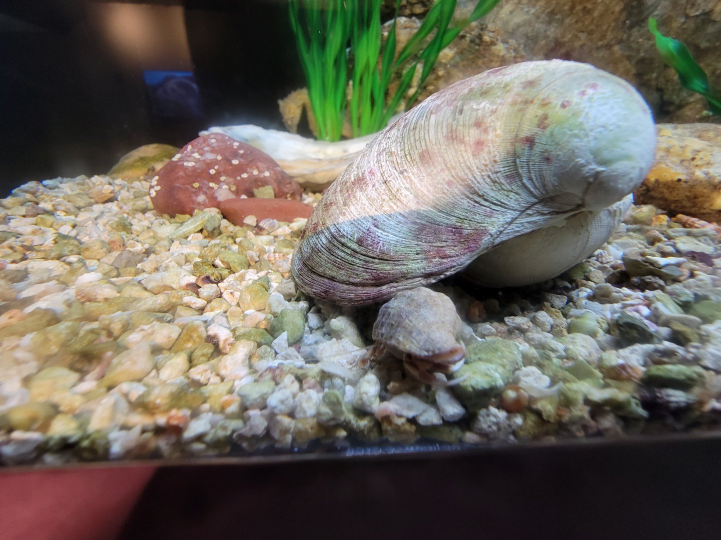 Audubon RI - Some type of crab? in seahorse tank