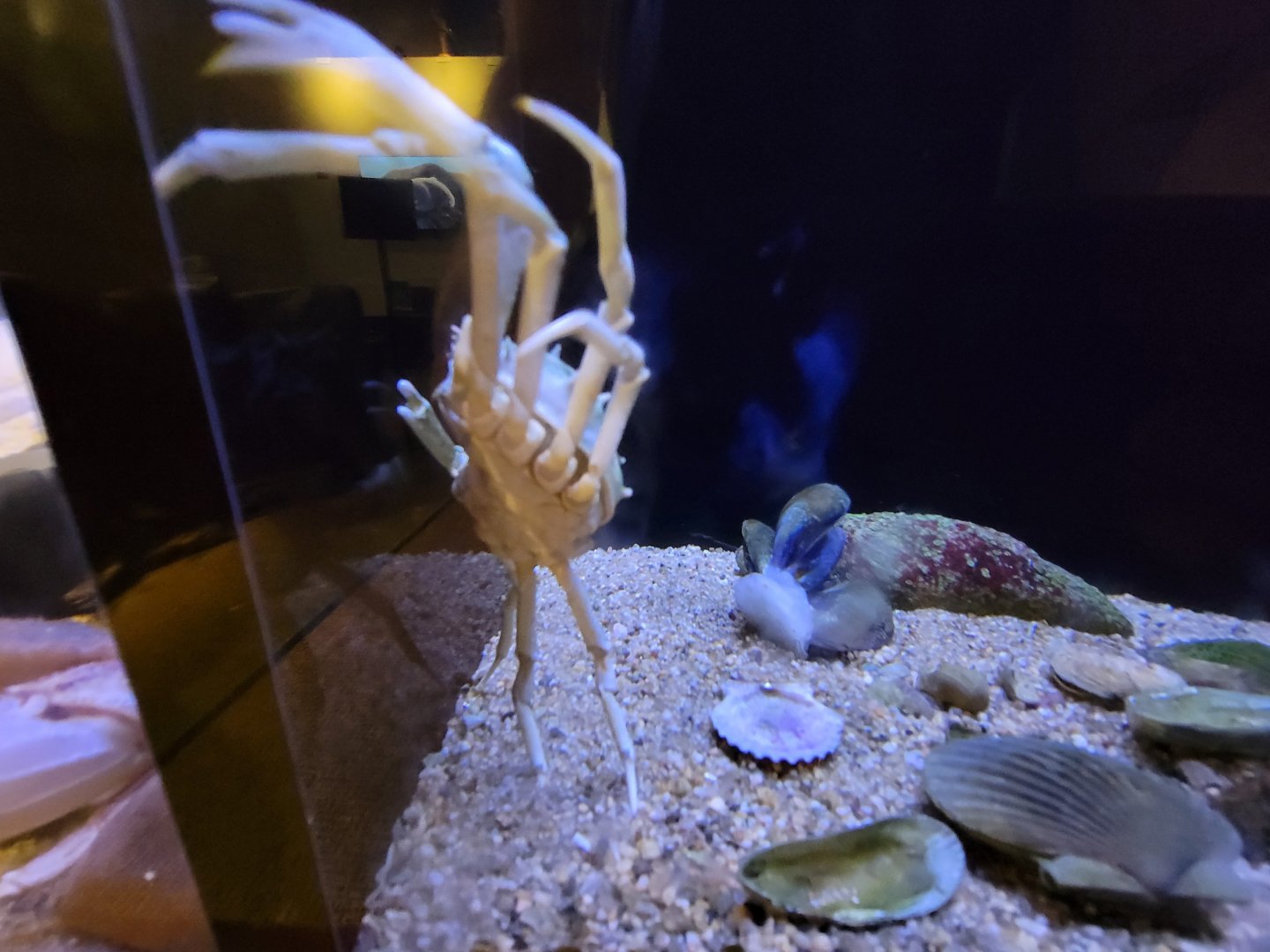 Audubon RI - Spider crab and blue, ribbed mussels