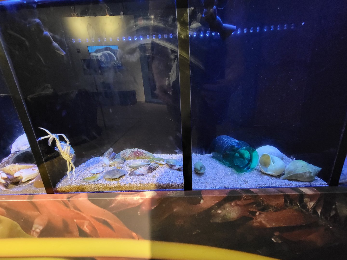 Audubon RI - Spider crab, mussels / flat-clawed hermit crab