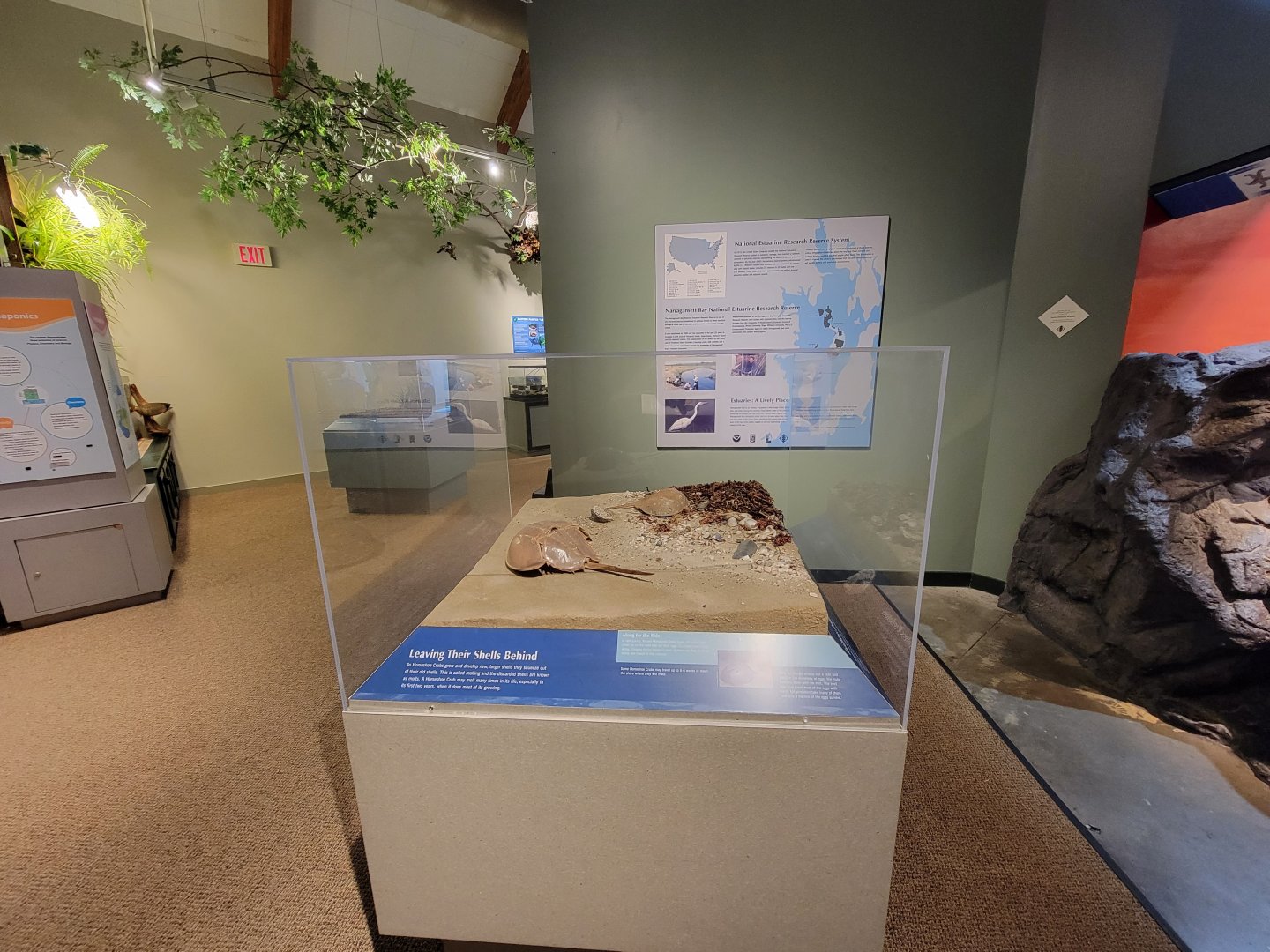 Audubon RI - Tide pool area