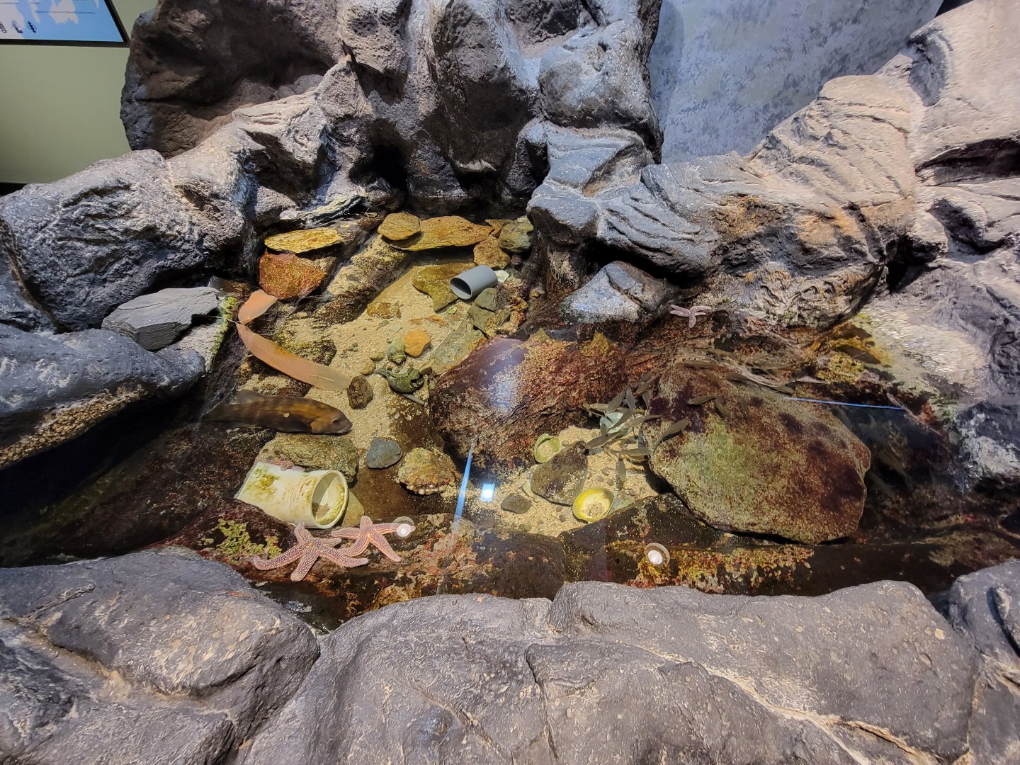 Audubon RI - Tide pool