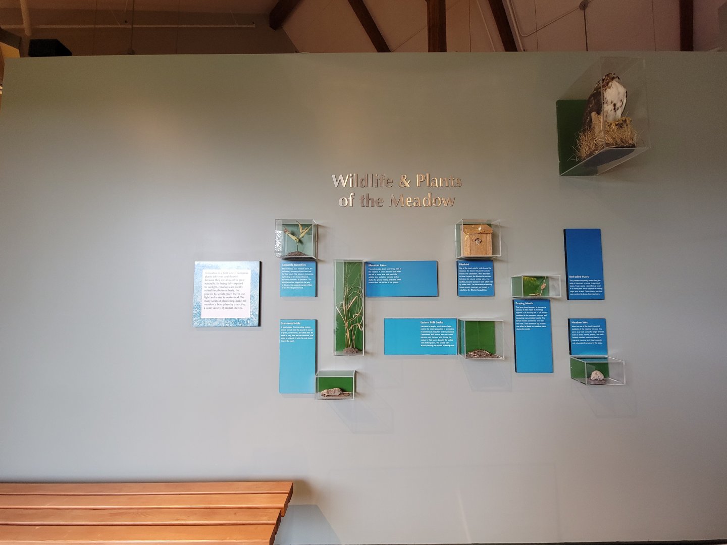 Audubon RI - Wildlife & Plants of the meadow