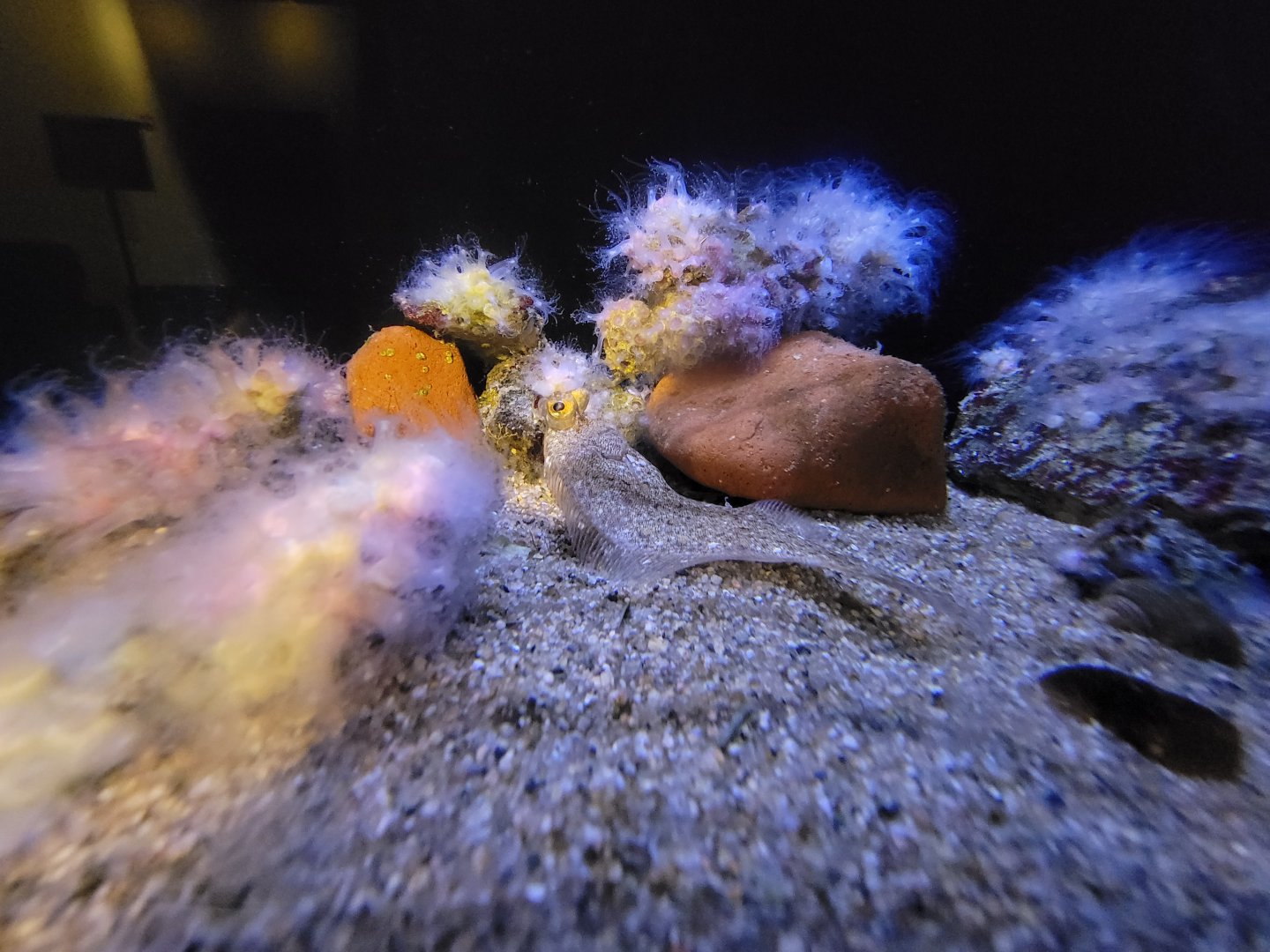 Audubon RI - Winter flounder, northern star coral