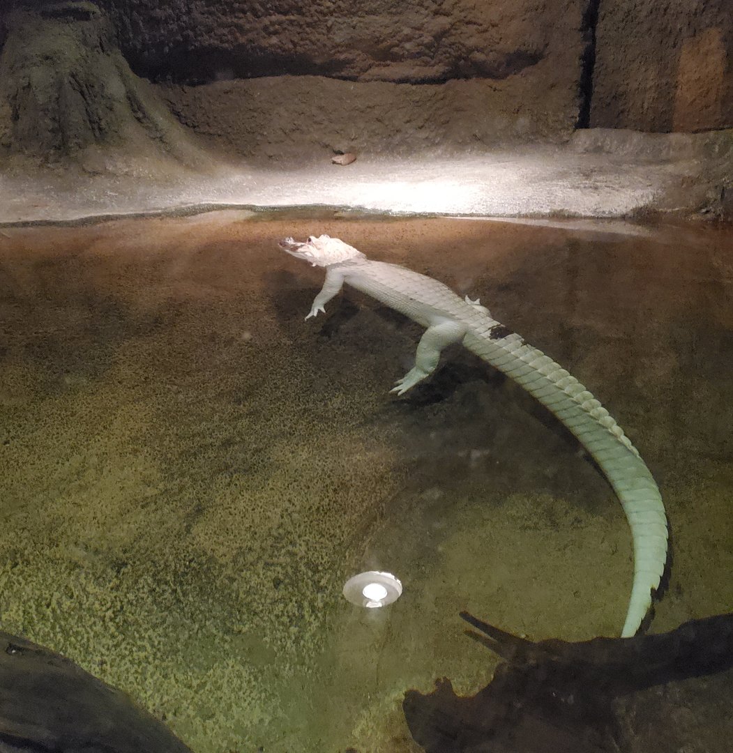 Audubon Zoo (2022) - Albino gator