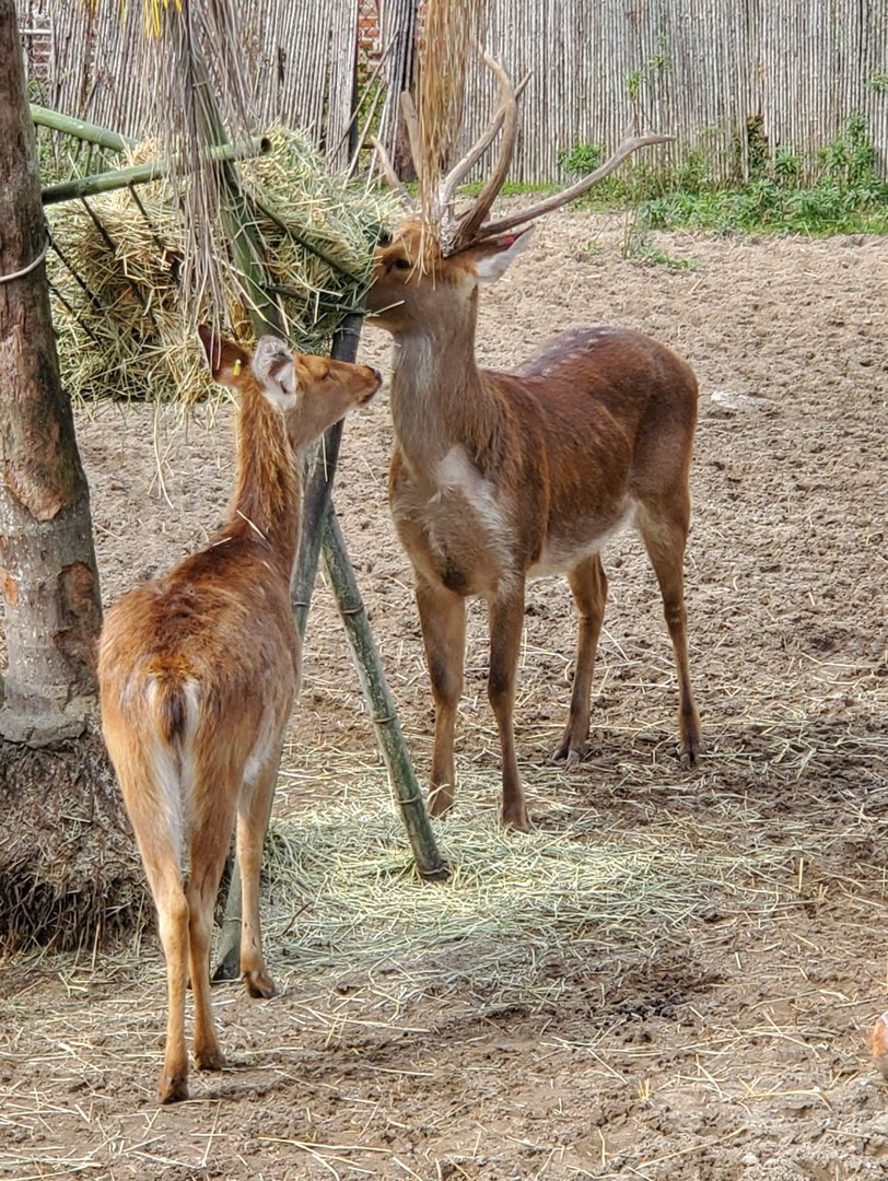 Audubon Zoo (2022) - Barasinga