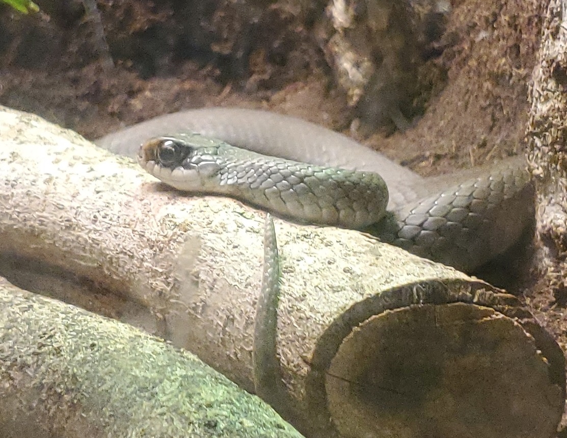 Audubon Zoo (2022) - Coluber constrictor latrunculus