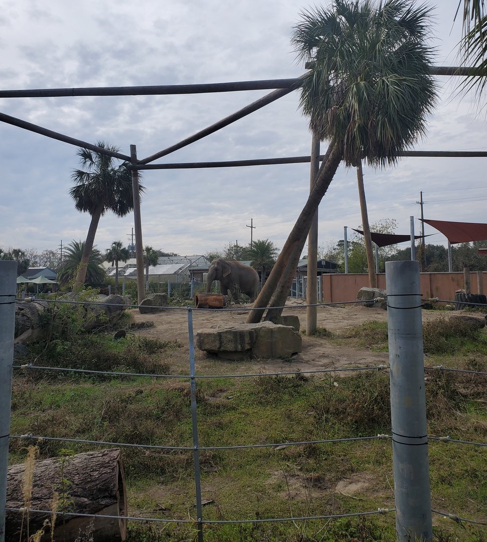 Audubon Zoo (2022) - Elephant habitat