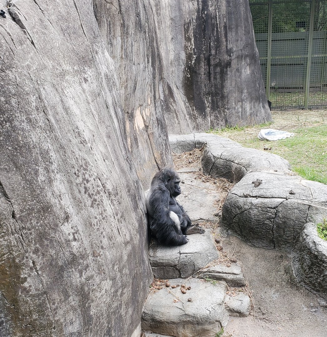 Audubon Zoo (2022) - Gorilla