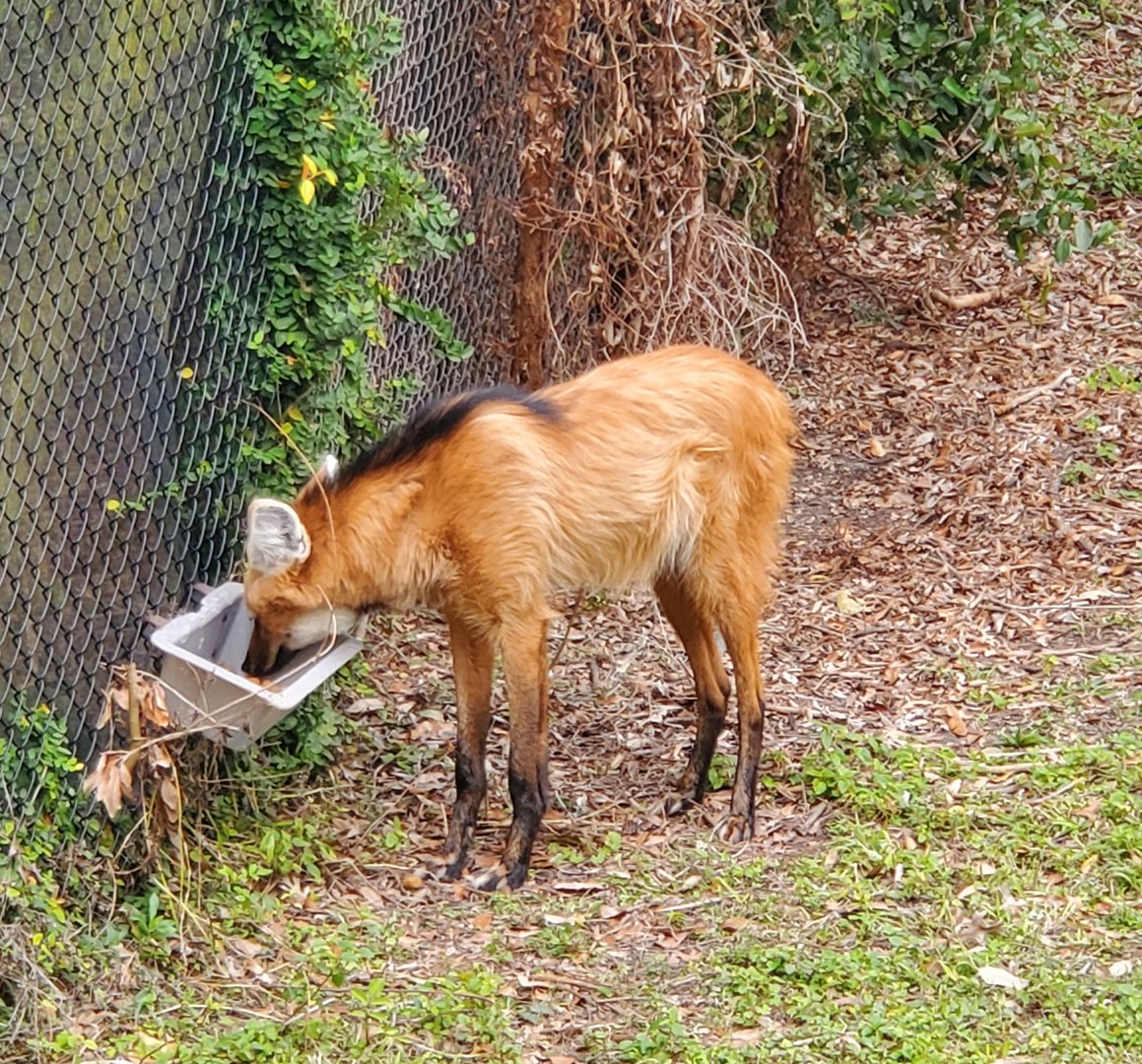 Audubon Zoo (2022) - Maned Wolf